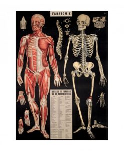 Affiche Anatomie Cavallini