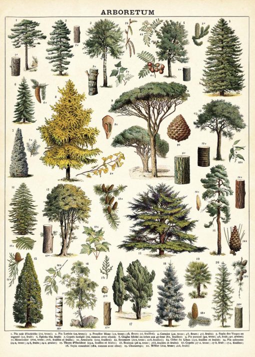 Affiche Arbre de la Forêt Cavallini