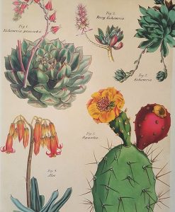 Affiche pédagogique Cactus et succulentes 2 Cavallini