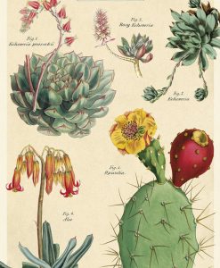 Affiche pédagogique Cactus et succulentes 2 Cavallini
