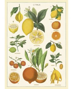 Affiche pédagogique Citrons Cavallini
