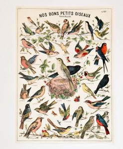 Affiche Oiseaux Cavallini