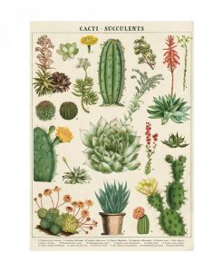 Affiche pédagogique Cactus et succulentes Cavallini