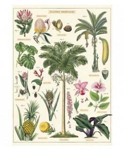 Affiche pédagogique Plantes tropicales Cavallini