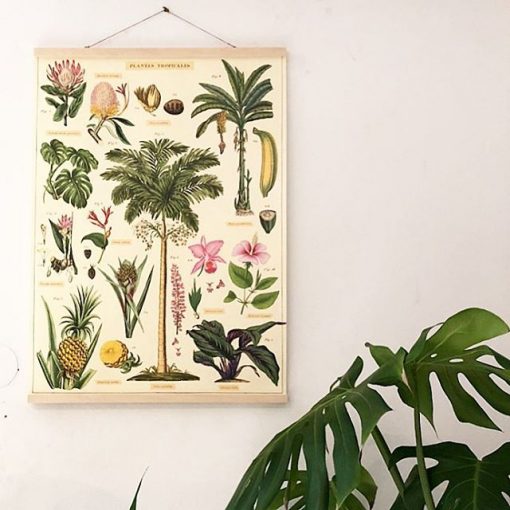 Affiche pédagogique Plantes tropicales Cavallini