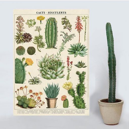 Affiche pédagogique Cactus et succulentes Cavallini