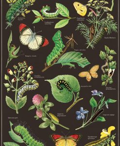 Affiche pédagogique Chenilles et papillons Cavallini
