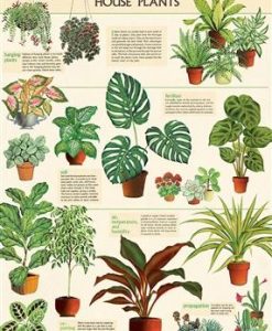affiche plantes house plants cavallini