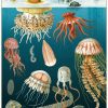 affiche pedagogique meduses cavallini