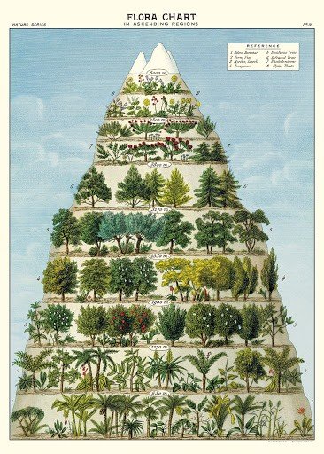 Affiche Pyramide des Arbres Cavallini