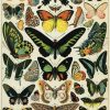 Affiche vintage papillons Cavallini