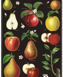 Affiche pédagogique Pommes Cavallini