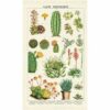 torchon-cuisine-cactus-succulentes-cavallini-pastelshop