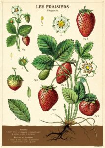 affiche-fraises-vintage-cavallini