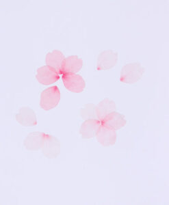 Masking tape Cherry blossom petals